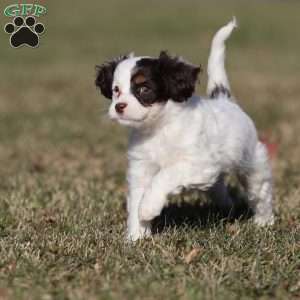 Gumdrop, Cavapoo Puppy